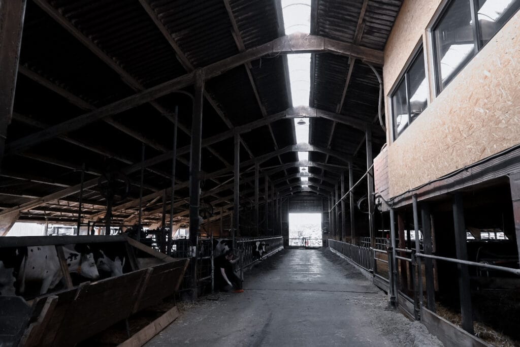 Moderner Kuhstall im Hemme Milch Hof Wedemark - nachhaltige Milchproduktion für #daskollektiv Friseursalon